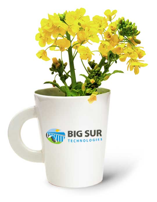 IT Management Services
